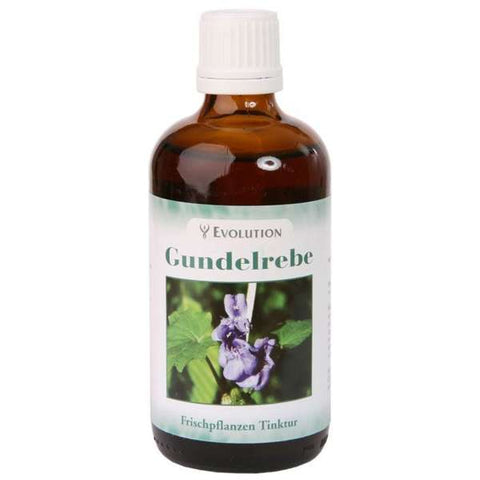 Gundelrebe