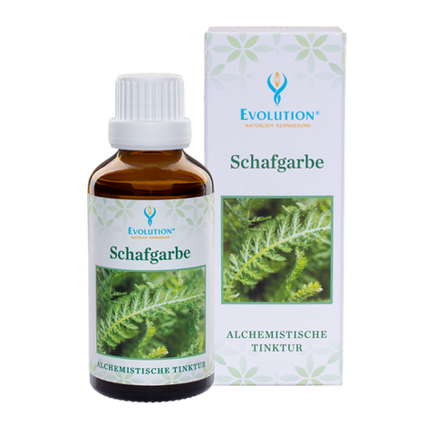 Schafgarbe