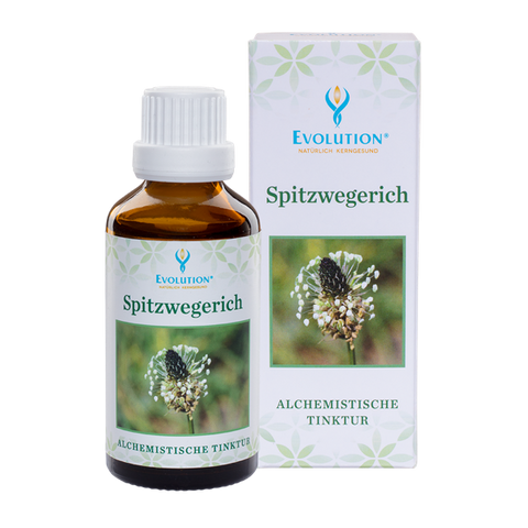 Spitzwegerich