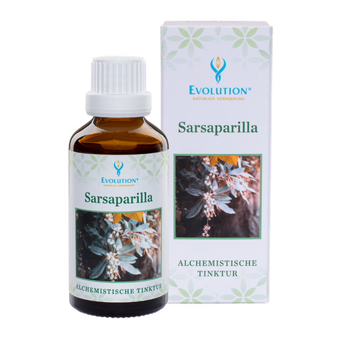 Sarsaparilla